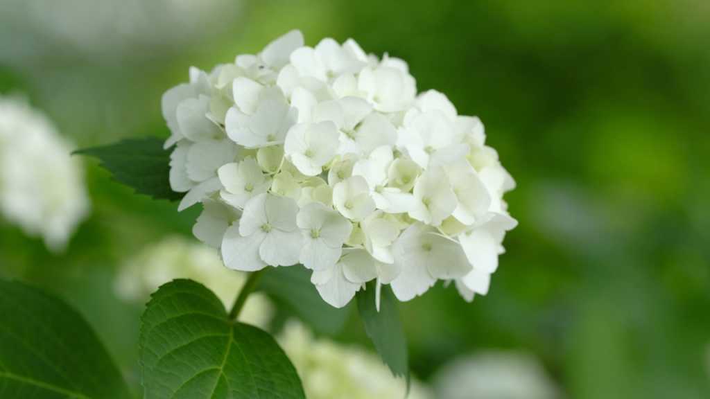 Schneeball Hortensie im Garten