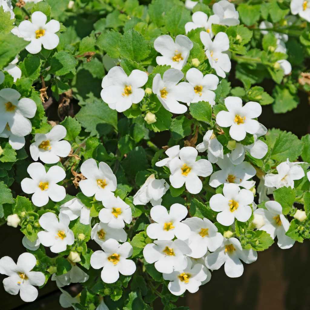 Schneeflockenblume