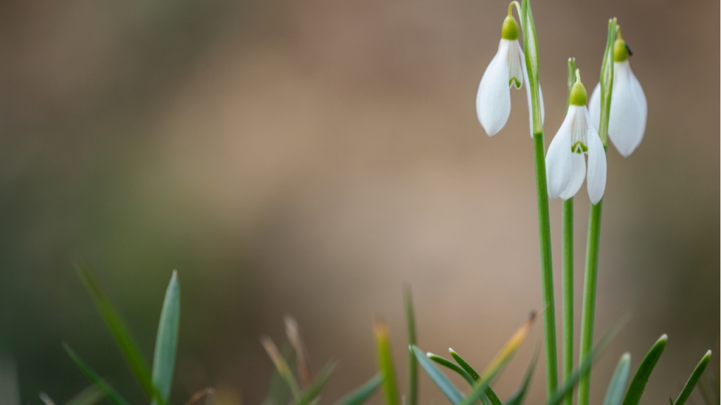 Schneeglöckchen sind sehr langlebige Winterblumen.