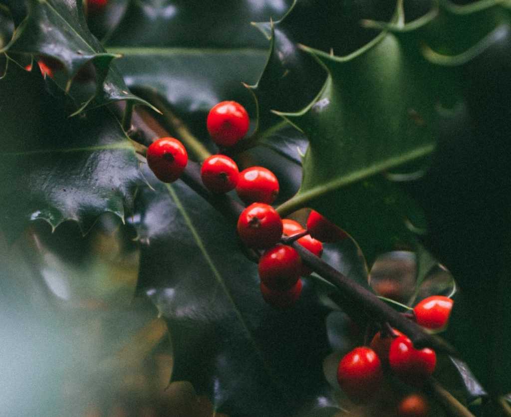 Der Ilex überzeugt passt mit seiner Farbkombination aus dunkelgrün und rot perfekt in die Winterzeit.