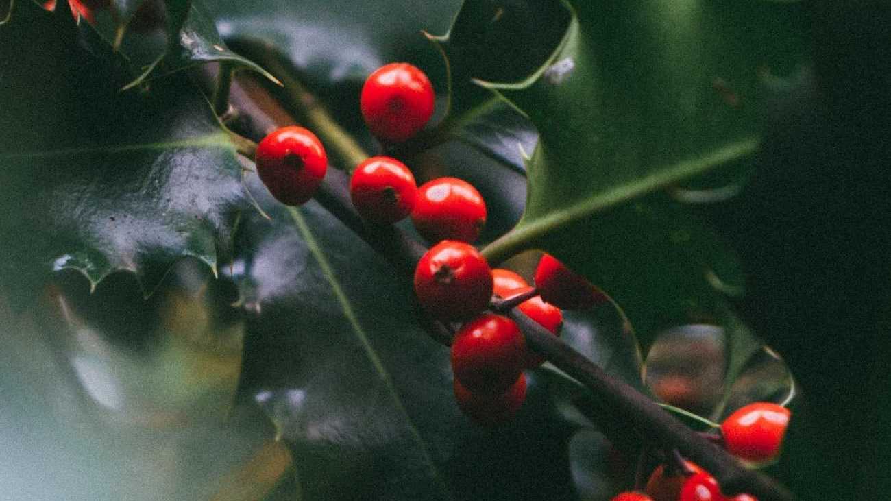 Der Ilex überzeugt passt mit seiner Farbkombination aus dunkelgrün und rot perfekt in die Winterzeit.