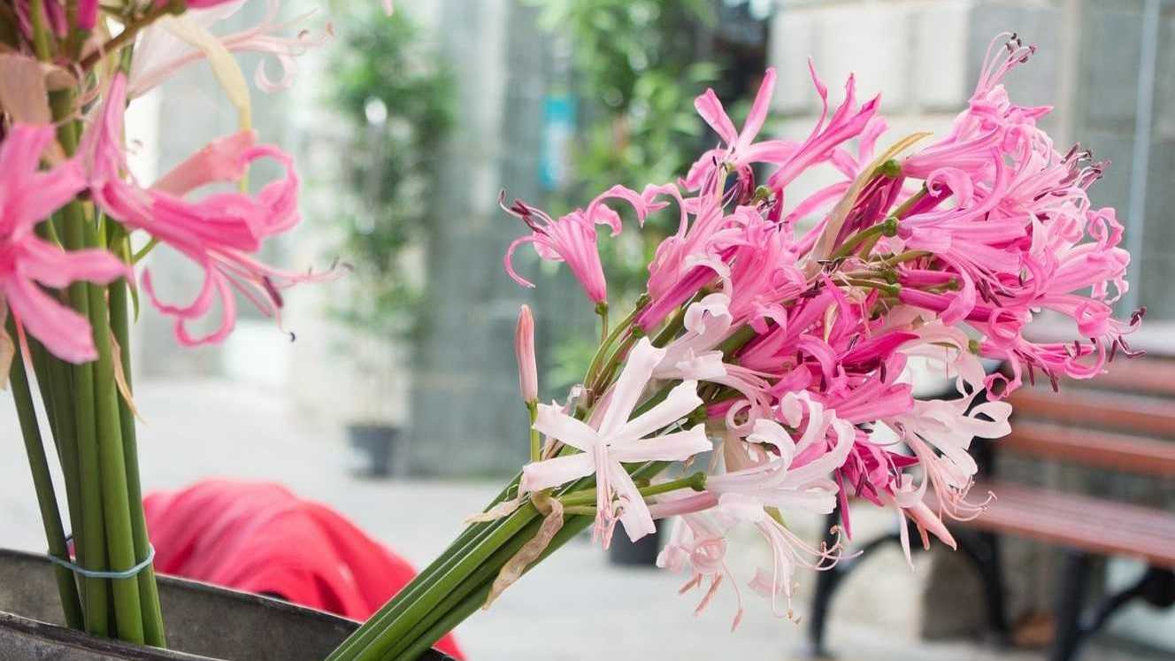 Die Blütenform von Nerinen erinnern an Lilien und eignet sich durch ihre späte Blüte bestens als Winterschnittblume.