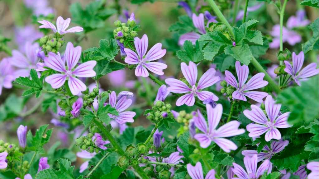 Mit Ihrer zarten Blüte überzeugt die Schönmalve in jedem Zuhause