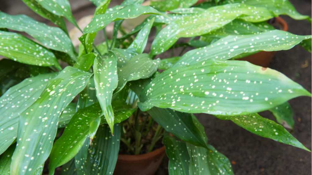 Als Badezimmerpflanze fühlt sich die Aspidistra bei mäßigem Gießen und im Schatten am wohlsten.