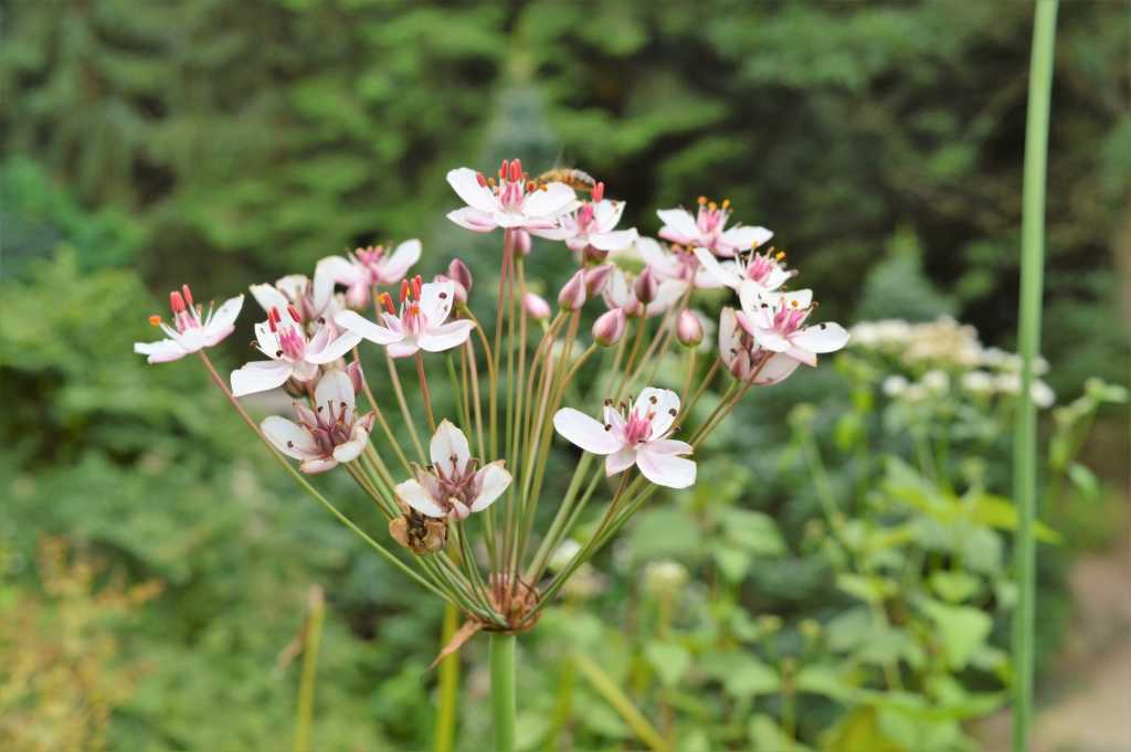 Schwanenblume