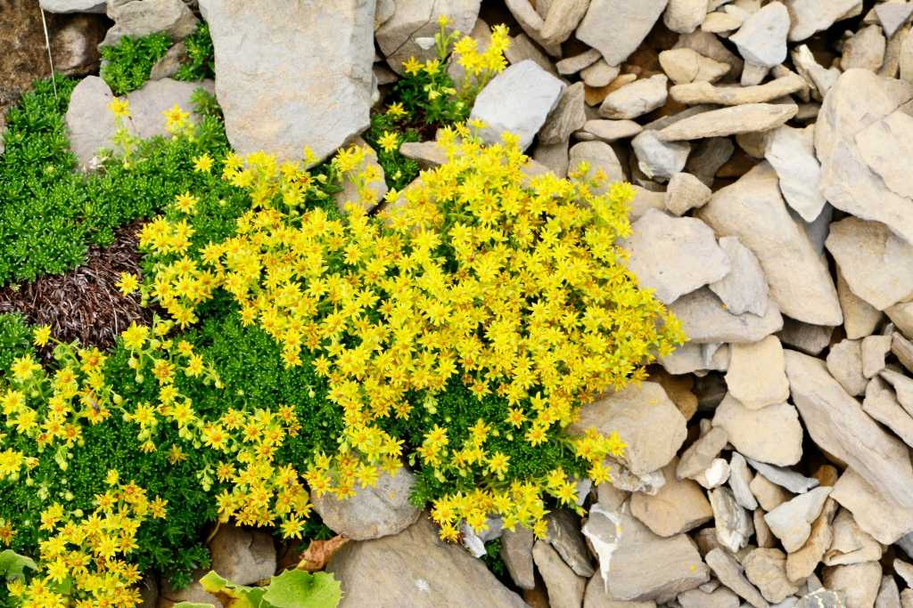 Sedum Acre