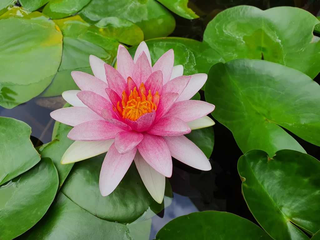 Seerose