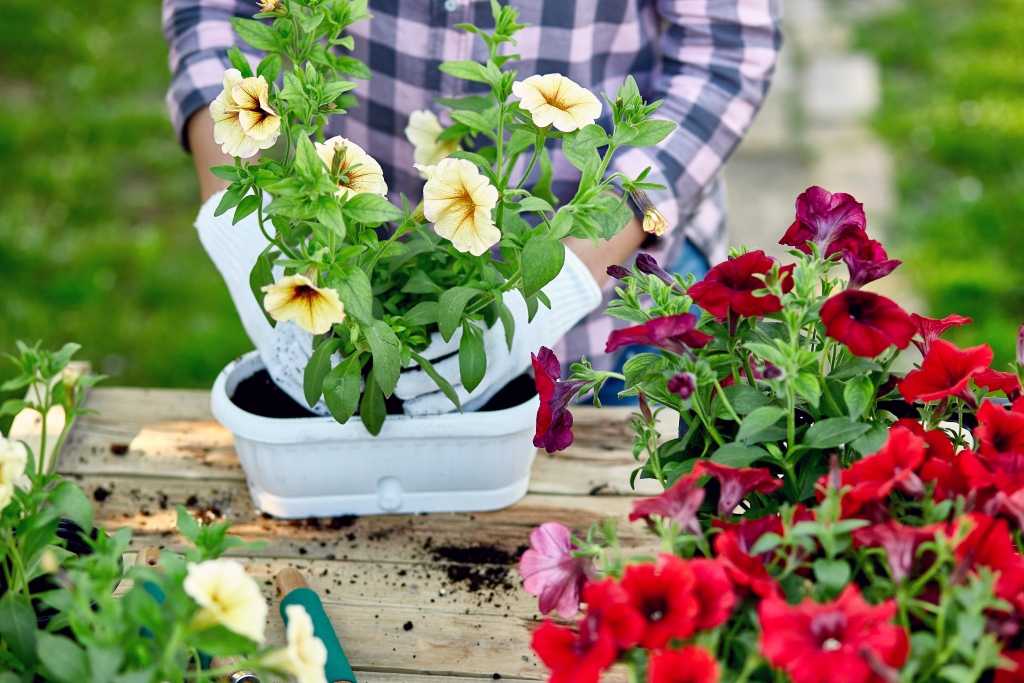 Sommer Gartenpflege
