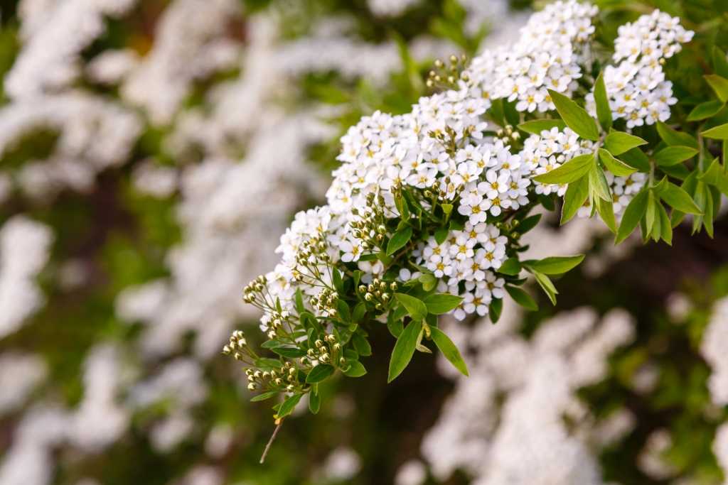 Spirea