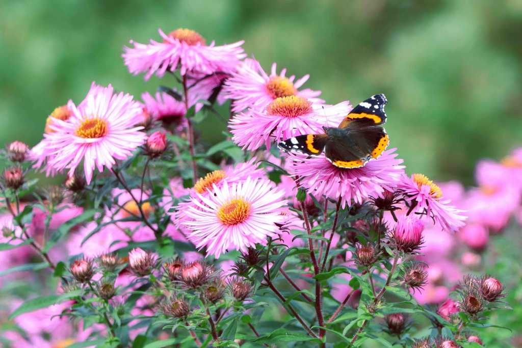 Staude mit Schmetterling