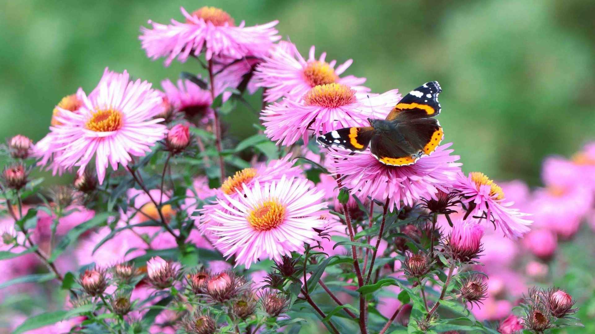 Schmetterling auf Staude