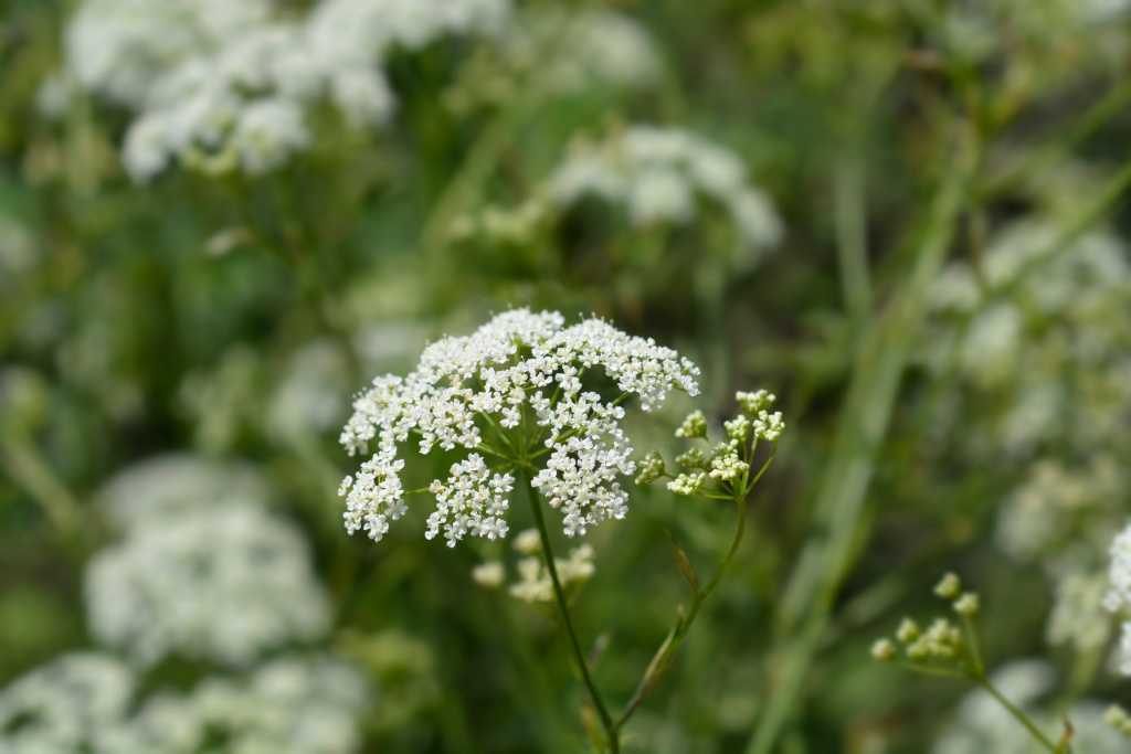 Steinbrech