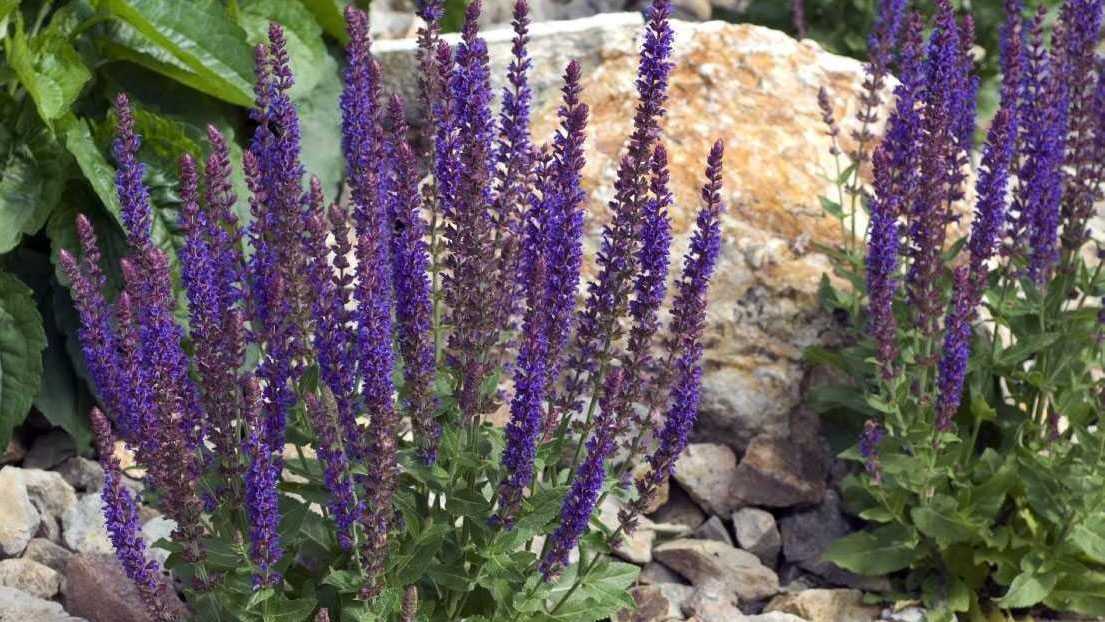 Steppensalbei (Salvia nemorosa)