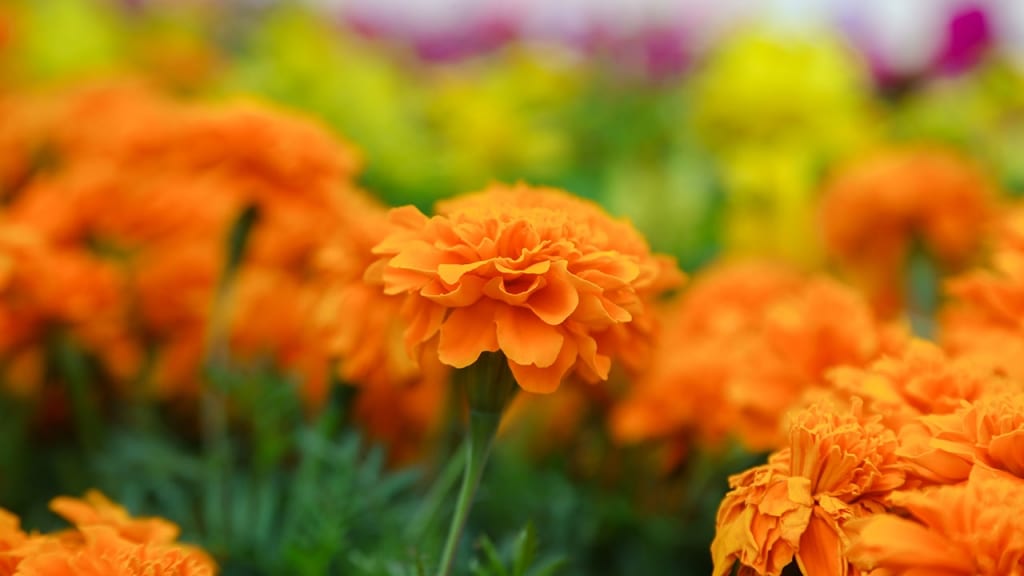Die Studentenblume gehört zu den Korbblütern. und ist eine pflegeleichte Balkonpflanze für sonnige Standorte.