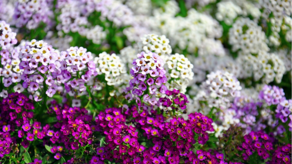 Süßer Alyssum sind sehr robuste Blumen.