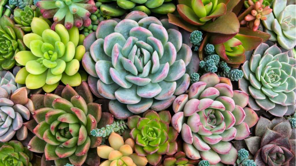 Die Echeverien oder Sedum nussbaumerianum bzw. adolphii sind sehr gut für eine Sukkulenten Blattvermehrung geeignet.