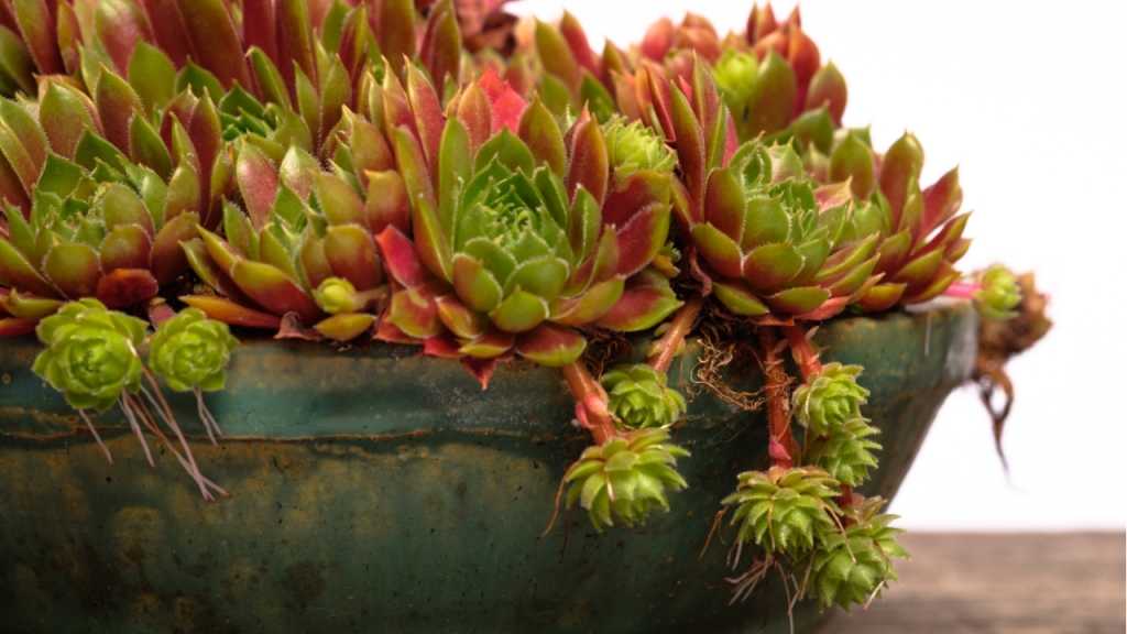Manche Sukkulenten Arten, wie die Hauswurze, verbreiten sich ausschließlich über Ableger.