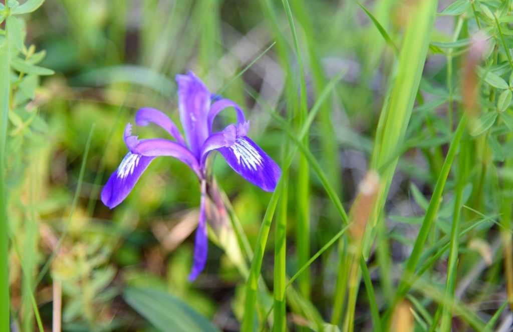 Iris