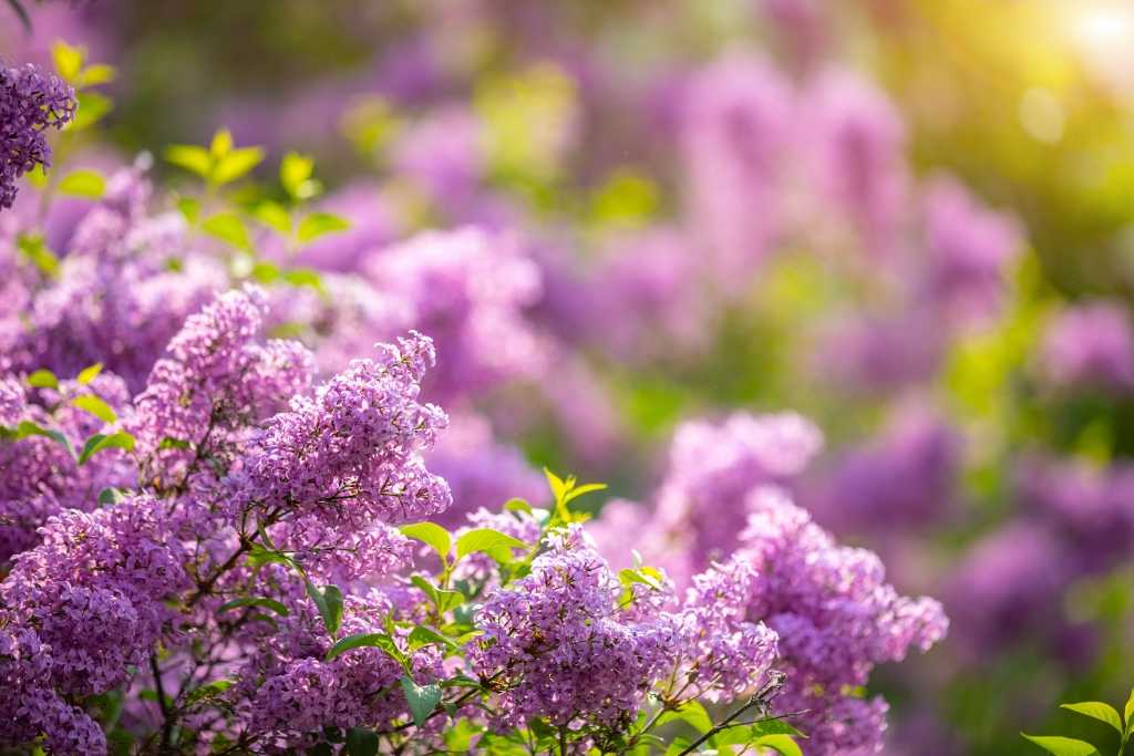 Syringa vulgaris