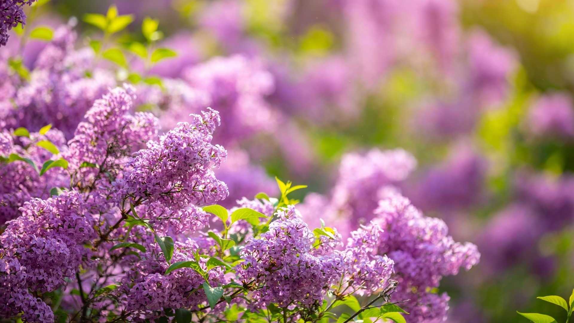 Flieder, auch bezeichnet als Syringa
