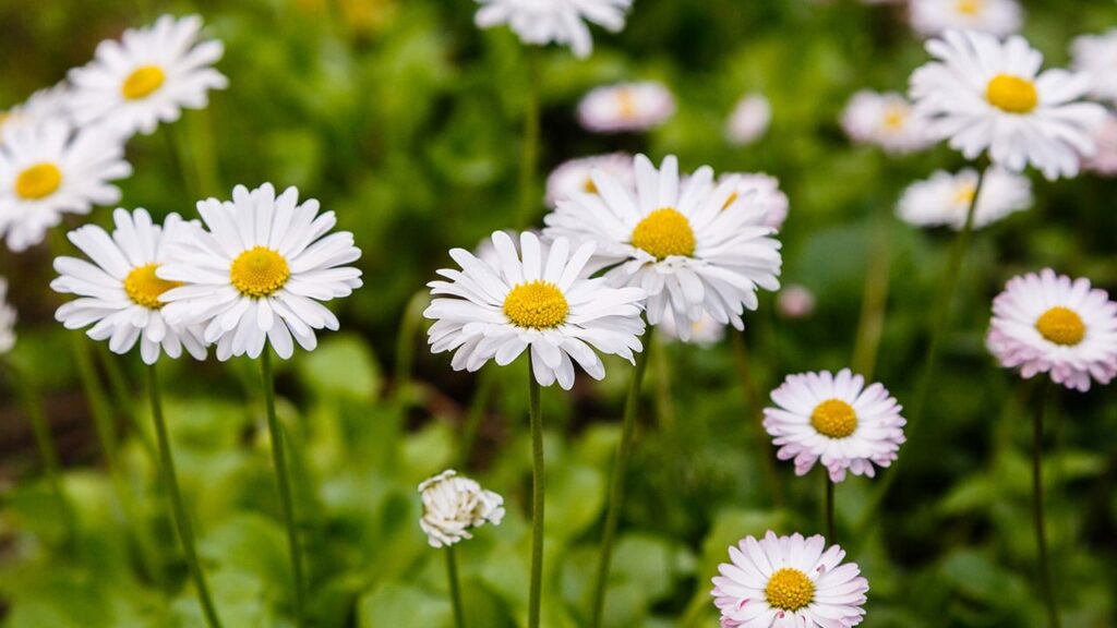 Tausendschön Pflege ist sehr einfach. Denn eins weiß jeder: Gänseblümchen sind äußerst genügsame Pflanzen und wachsen deshalb fast in jedem Garten mit ein wenig Sonne.