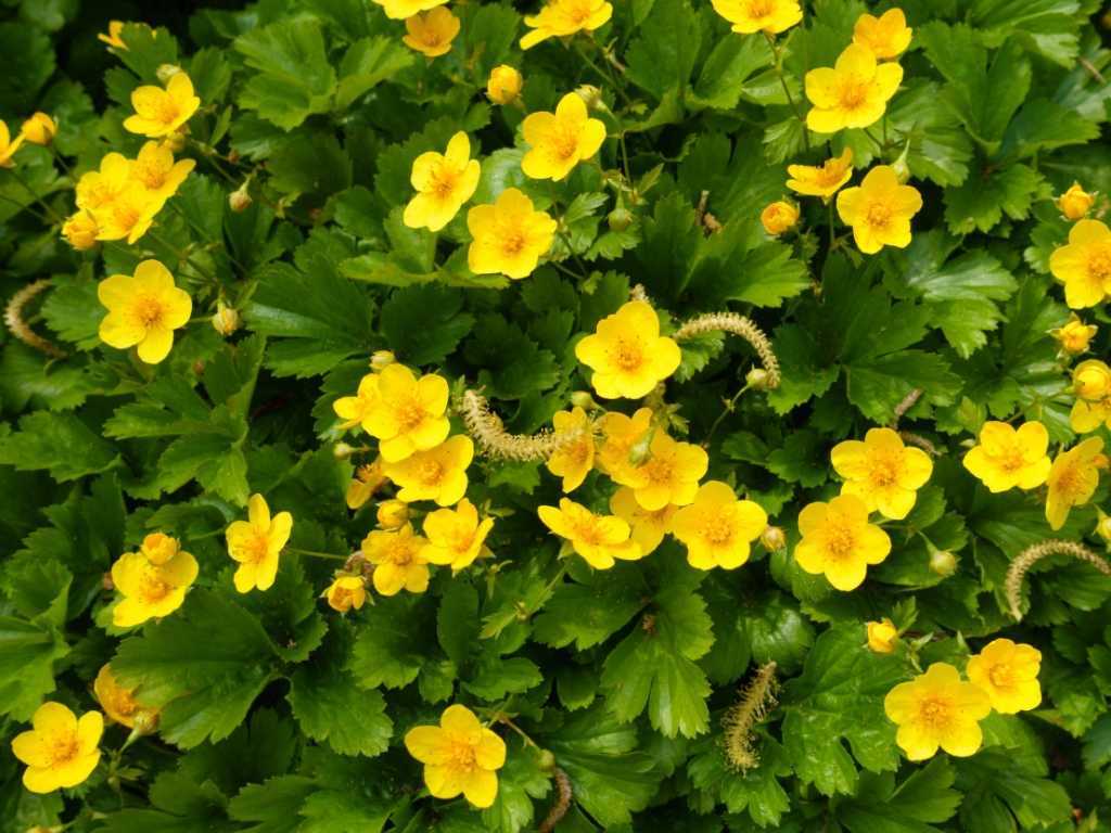 Die Teppich-Goldbeere, die auch unter dem Namen Dreiblättrige Walstanie bekannt ist, kommt ursprünglich aus dem Südosten Europas.