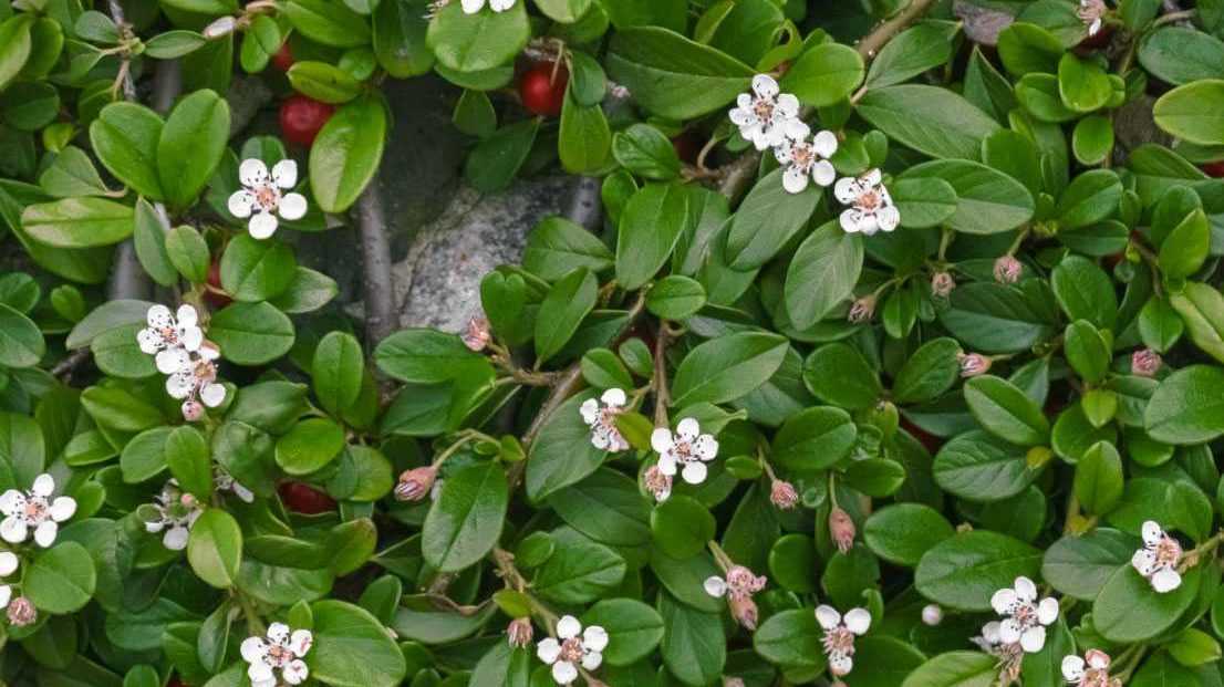 Teppichmistel Strauch im Garten