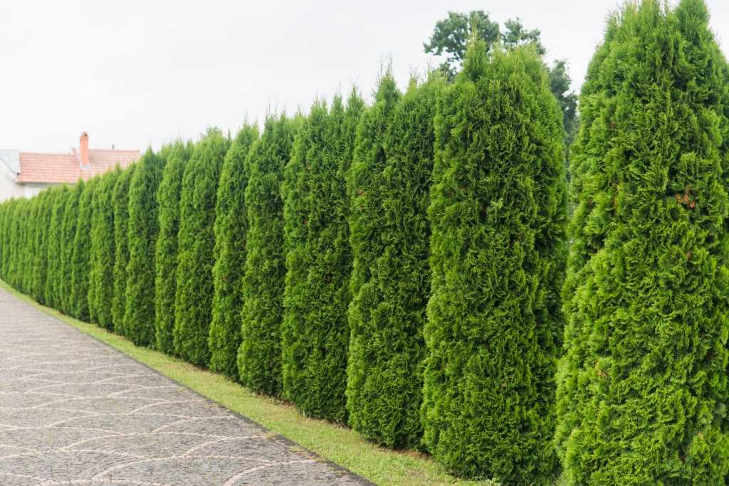 Thuja Lebensbaum Hecke