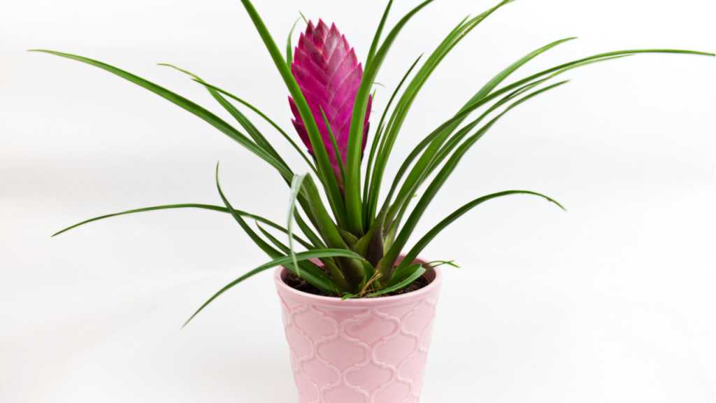 Da sich die Tillandsia in hellen Räumen mit hoher Luftfeuchtigkeit sehr wohl fühlt, ist sie perfekt für lichtdurchflutete Badezimmer.