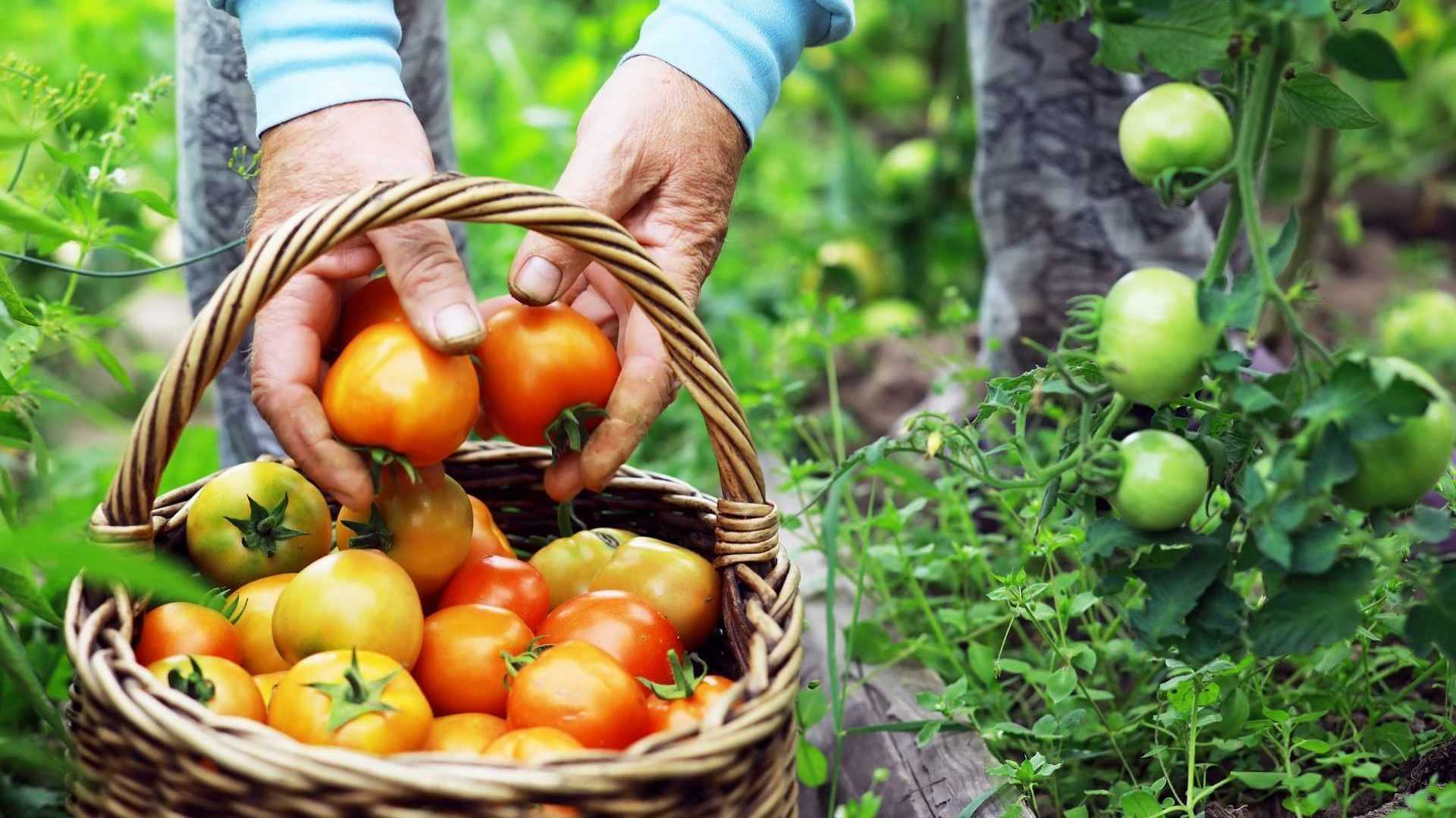 Tomaten werden in Korb gelegt