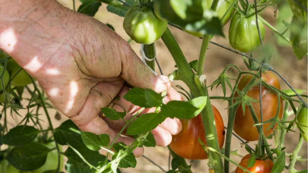 Ein Platz im Halbschatten ist eine geeignete Umgebung für schnelles Wachstum der Tomatenpflanze.