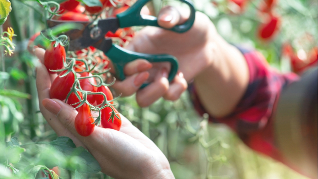 Im Schatten brauchen die Tomatenpflanzen naturgemäß etwas weniger Wasser.