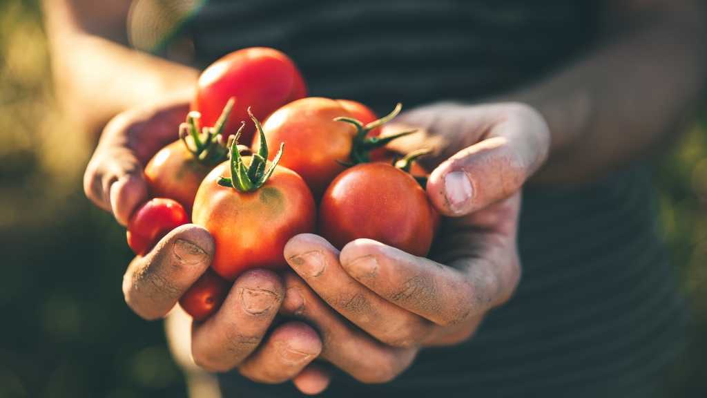 Eine Hand voller geernteter Tomaten