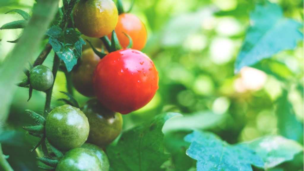 Das regelmäßige Zuschneiden der Tomatenpflanze hat positive Auswirkungen auf ihre Pflege und Ernte.