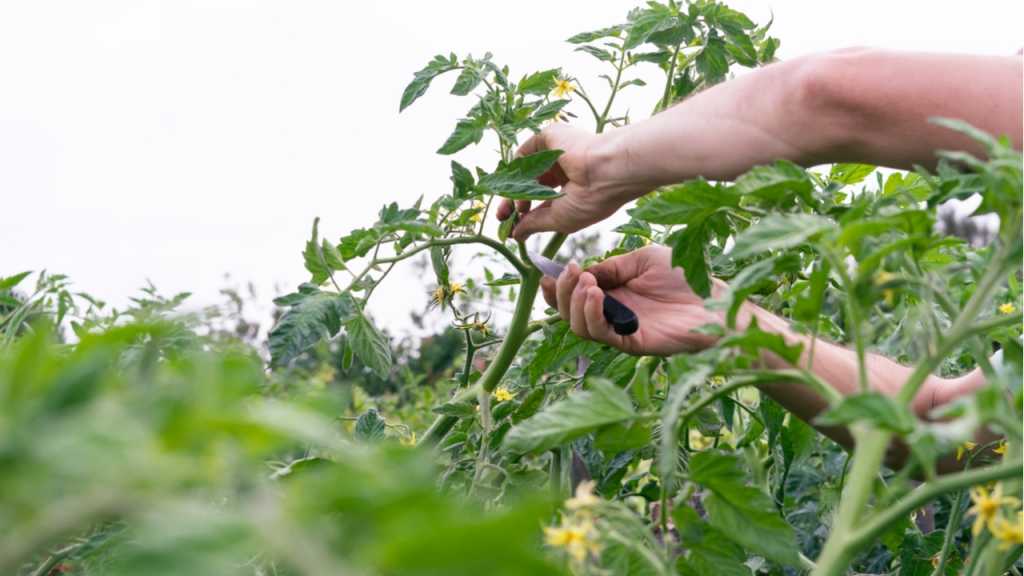 Etwa zwei Wochen nach dem Pflanzen auf dem Feld werden die Tomaten zum ersten Mal zurückgeschnitten.