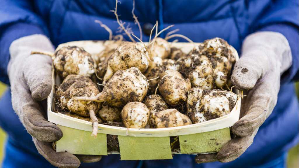 Das winterharte Wintergemüse Topinambur verträgt sich gut mit Buschbohnen als Beetnachbarn.