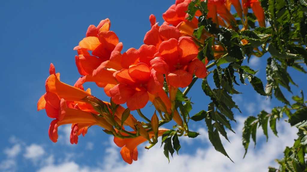 Trompetenblume