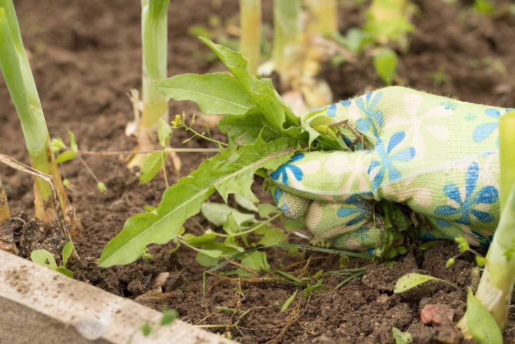 Löwenzahn im Garten