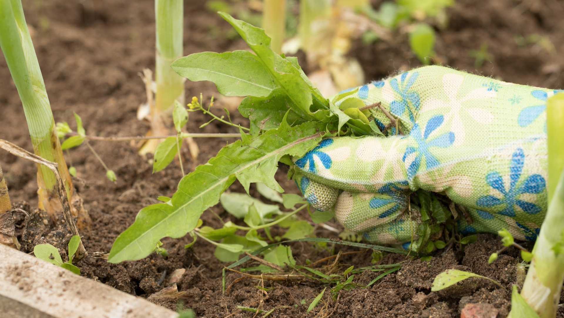 Löwenzahn im Garten