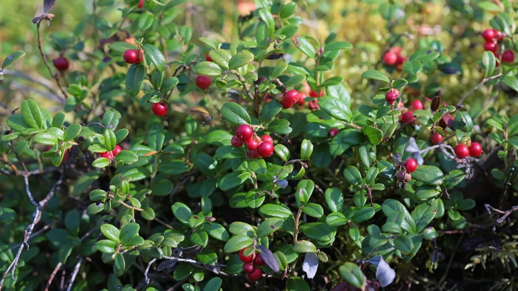 Preiselbeeren an einem Strauch vor der Ernte