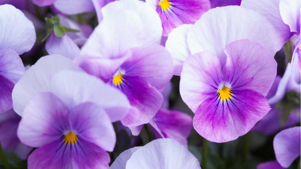 Veilchen sind Winterblumen, die mehrjährig sind.
