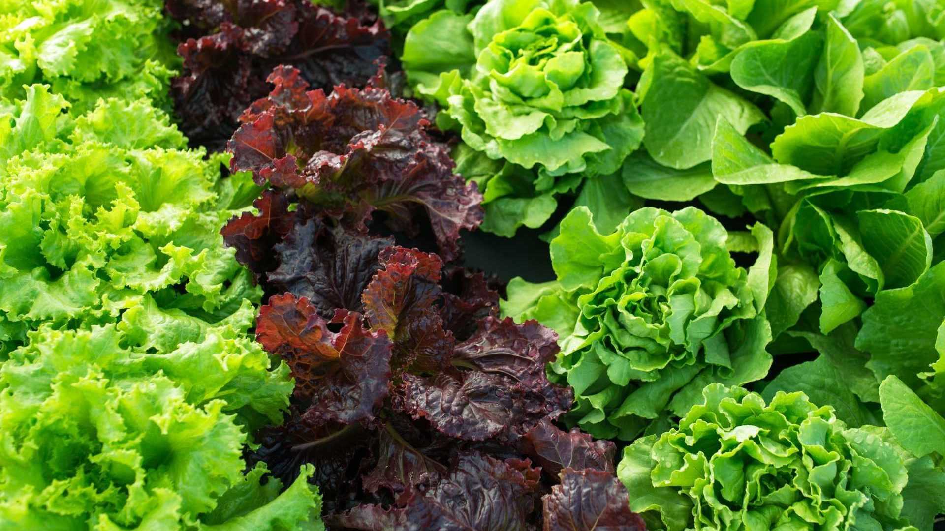 Salat in einem Beet