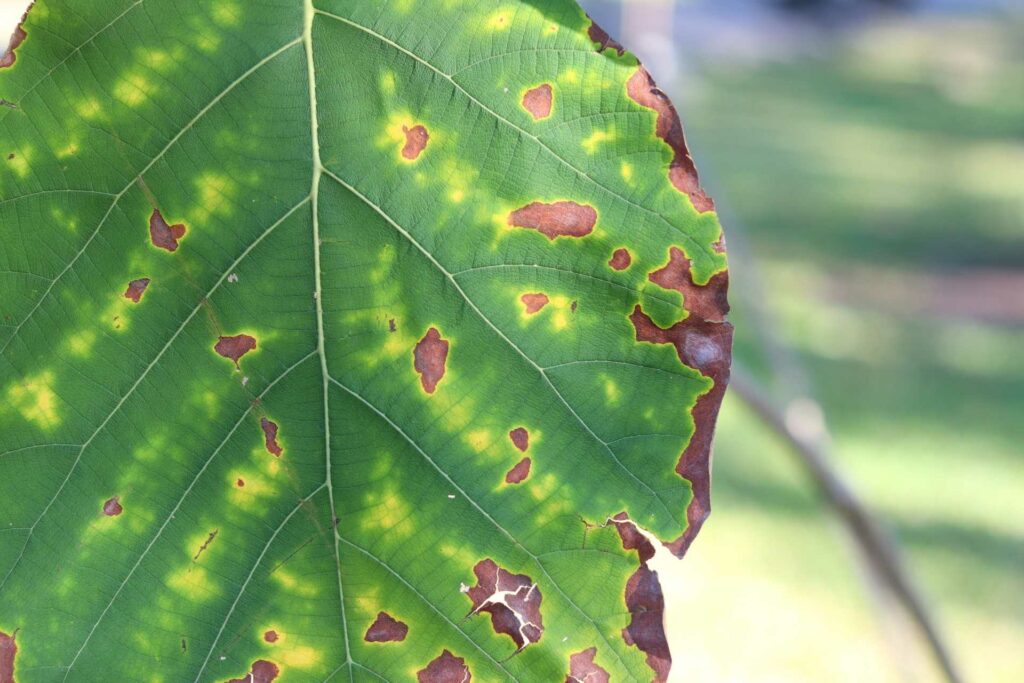 Vertrocknetes Blatt