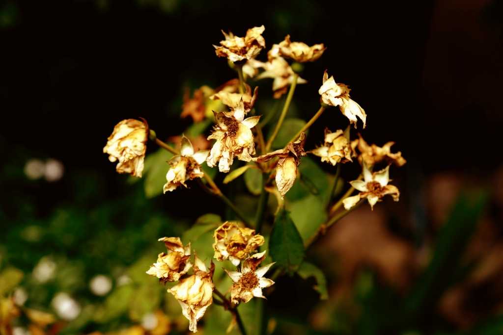 Verwelkte Blume