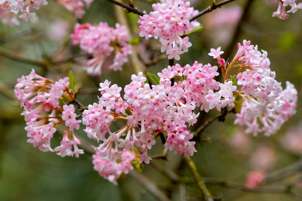 Viburnum x bodnantense