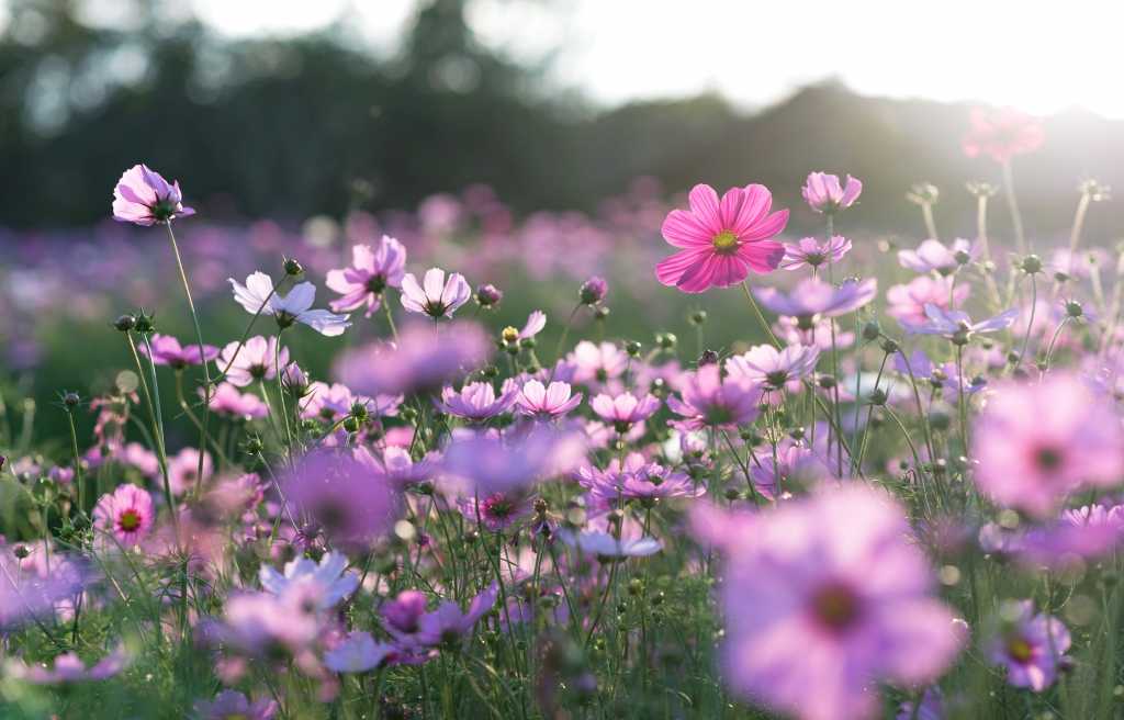 Violette Sommerblumen auf einer Wiese