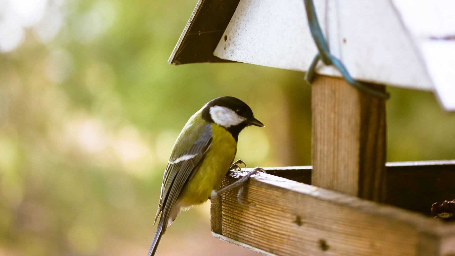 Vögel nicht mit falschem Futter füttern
