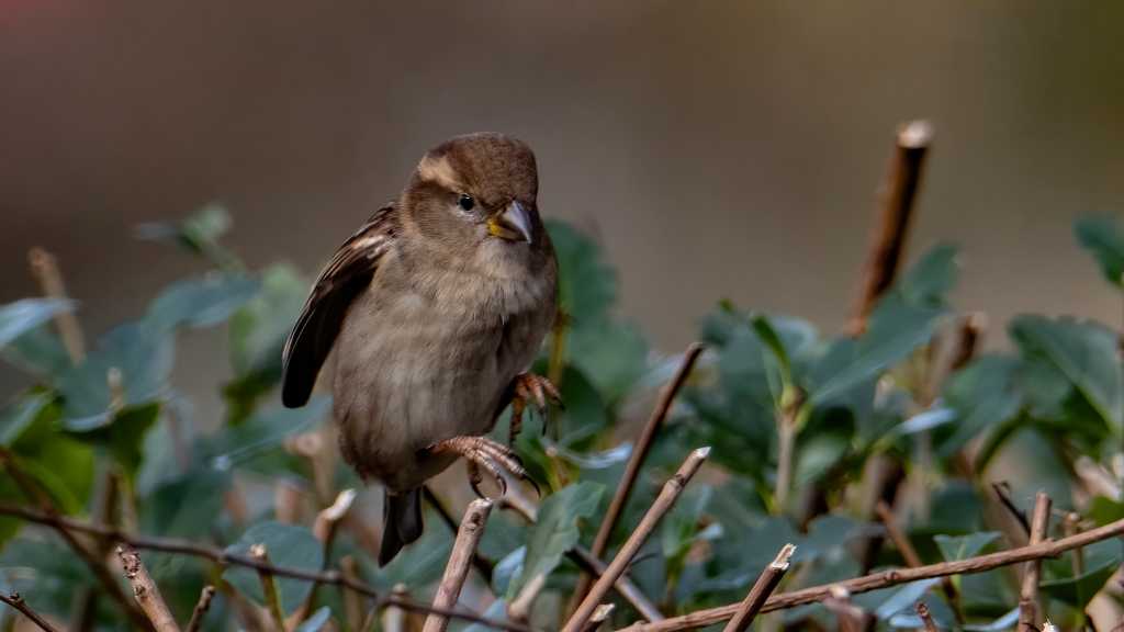 Vogel in Hecke