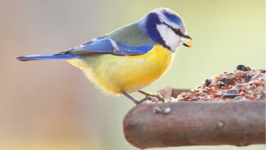 Selbst gemachtes Vogelfutter schmeckt den Tieren besonders gut.
