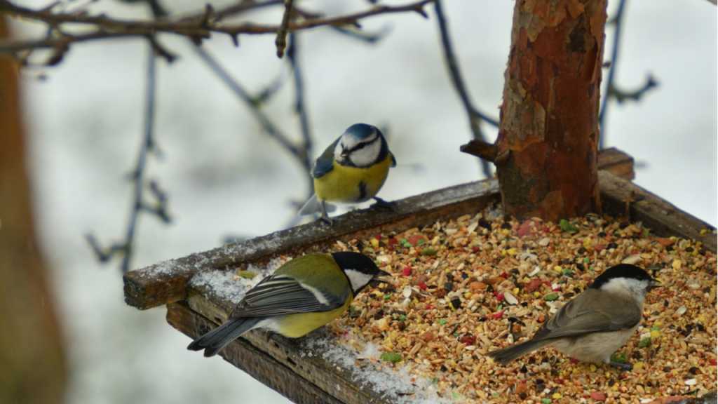 Das Vogelfutter kann aus Sonnenblumenkernen, Getreidekörnern und gehackten Walnüssen bestehen.